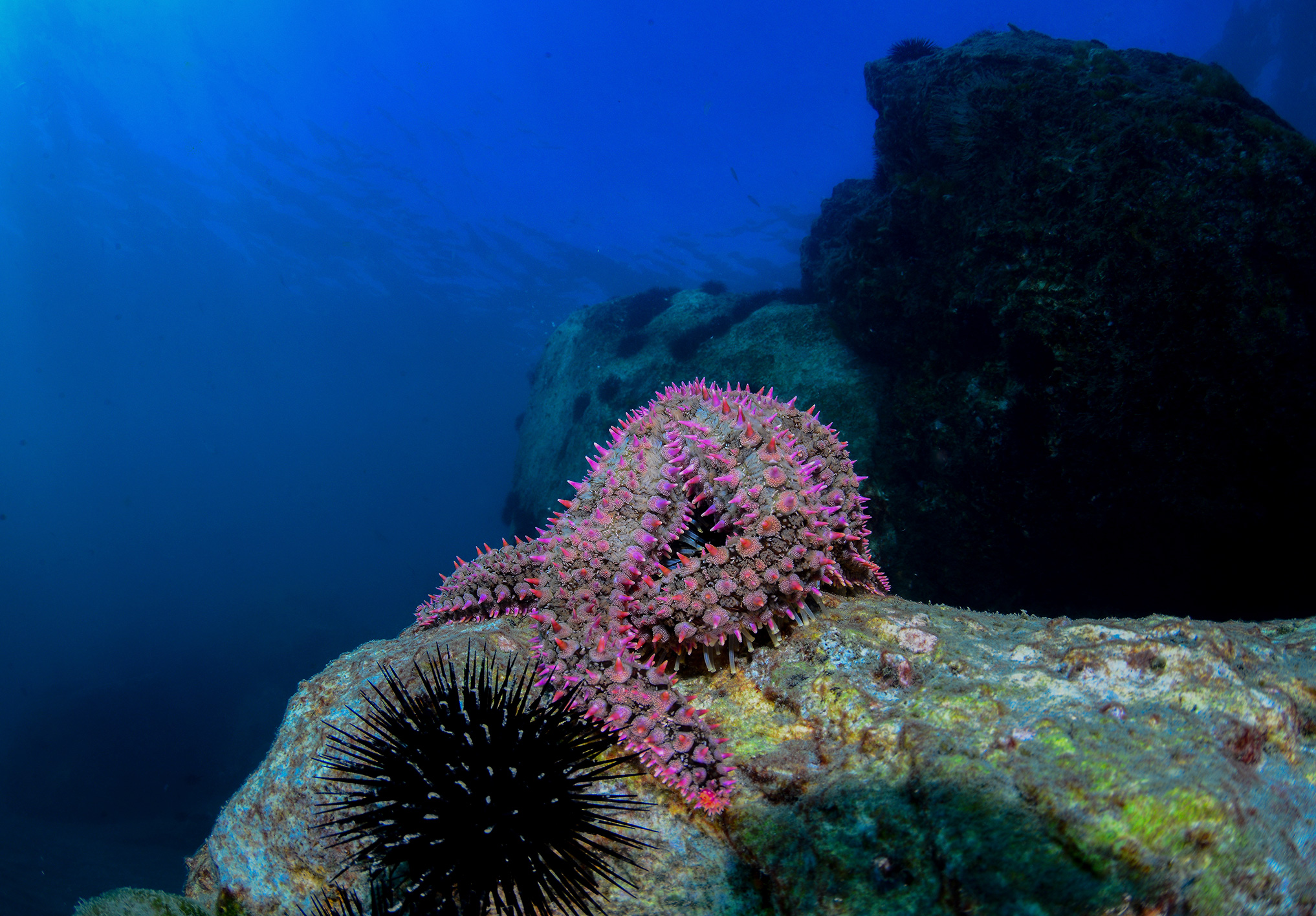 Marthasterias glacialis