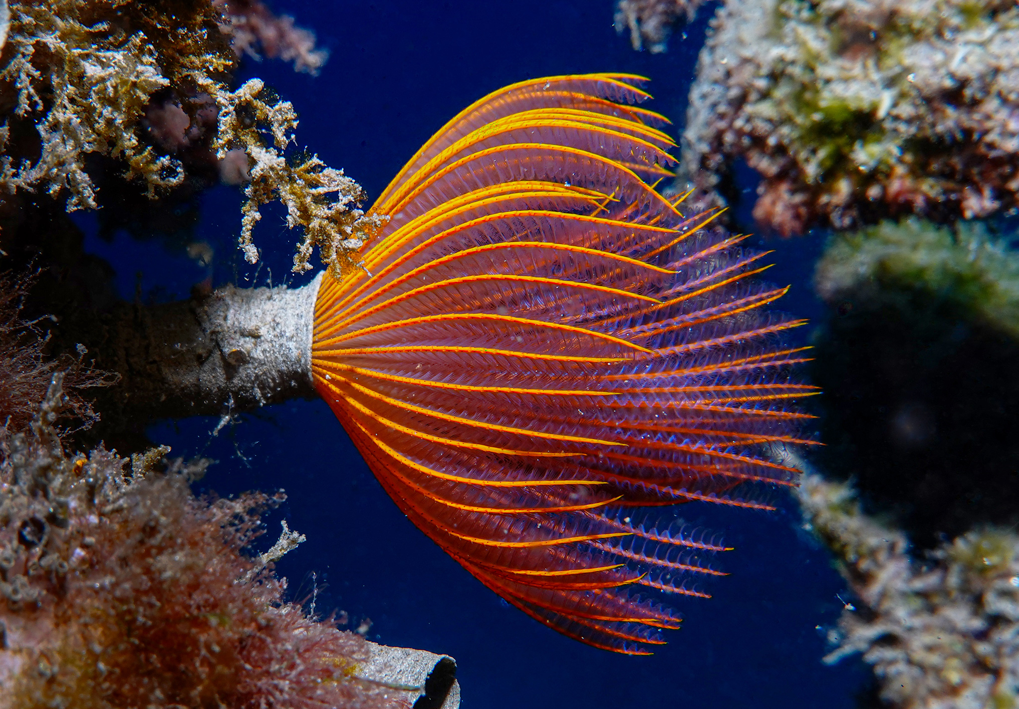 Branchiomma luctuosum