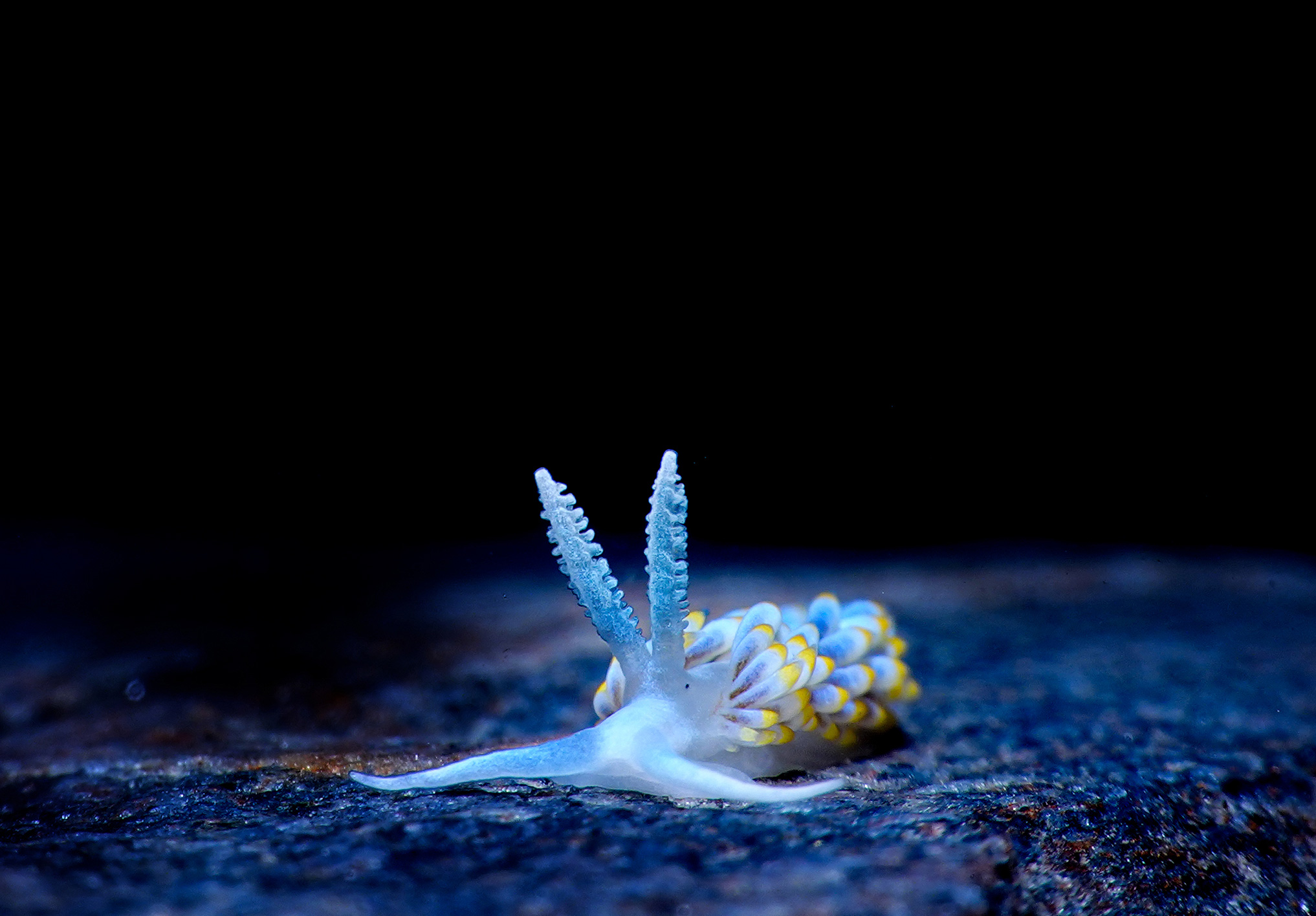 Berghia coerulescens