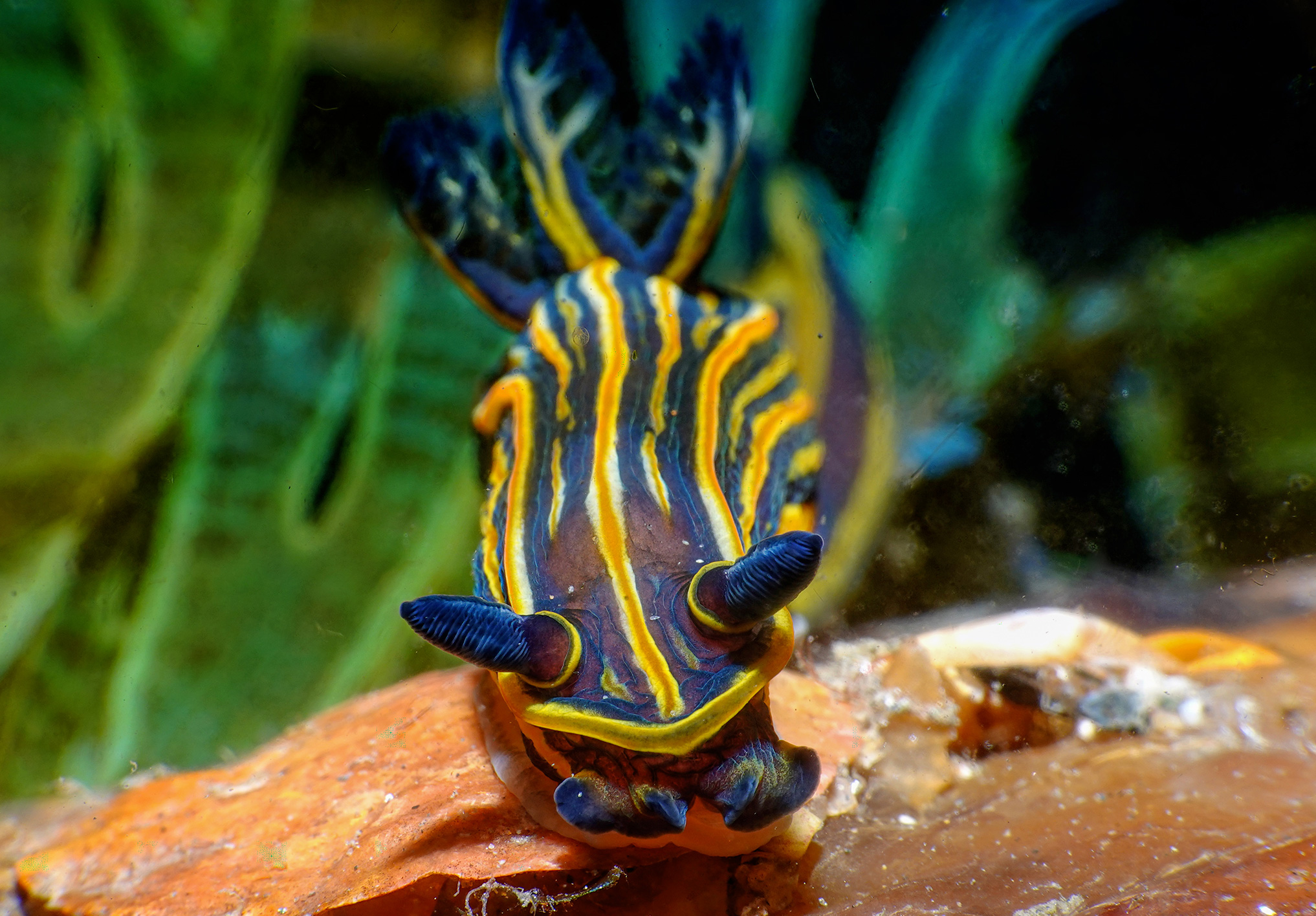 Tambja marbellensis