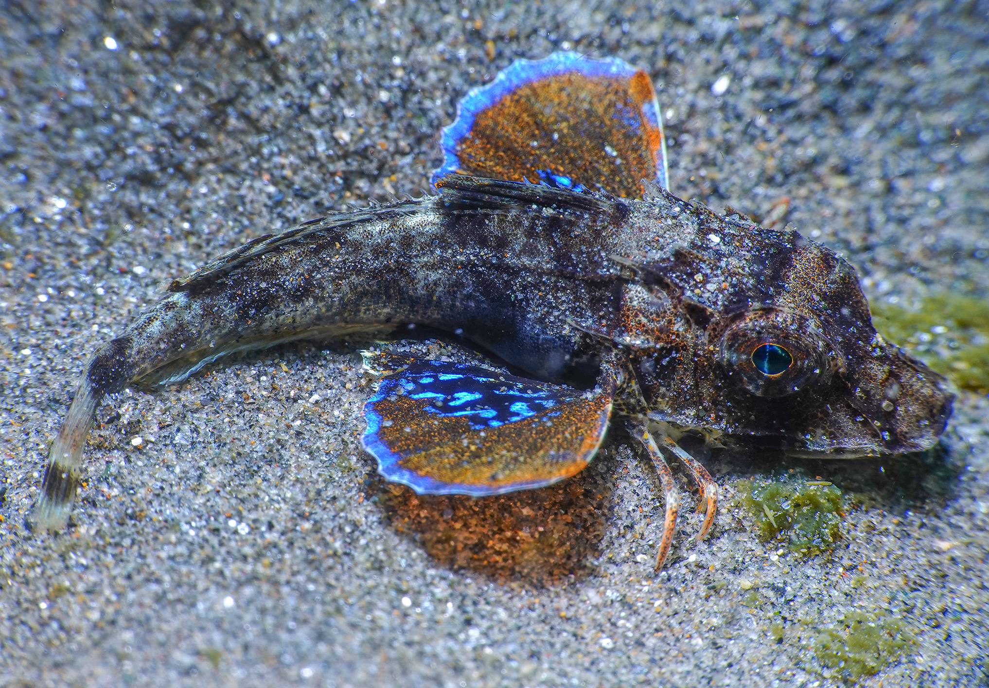 Chelidonichthys lucerna