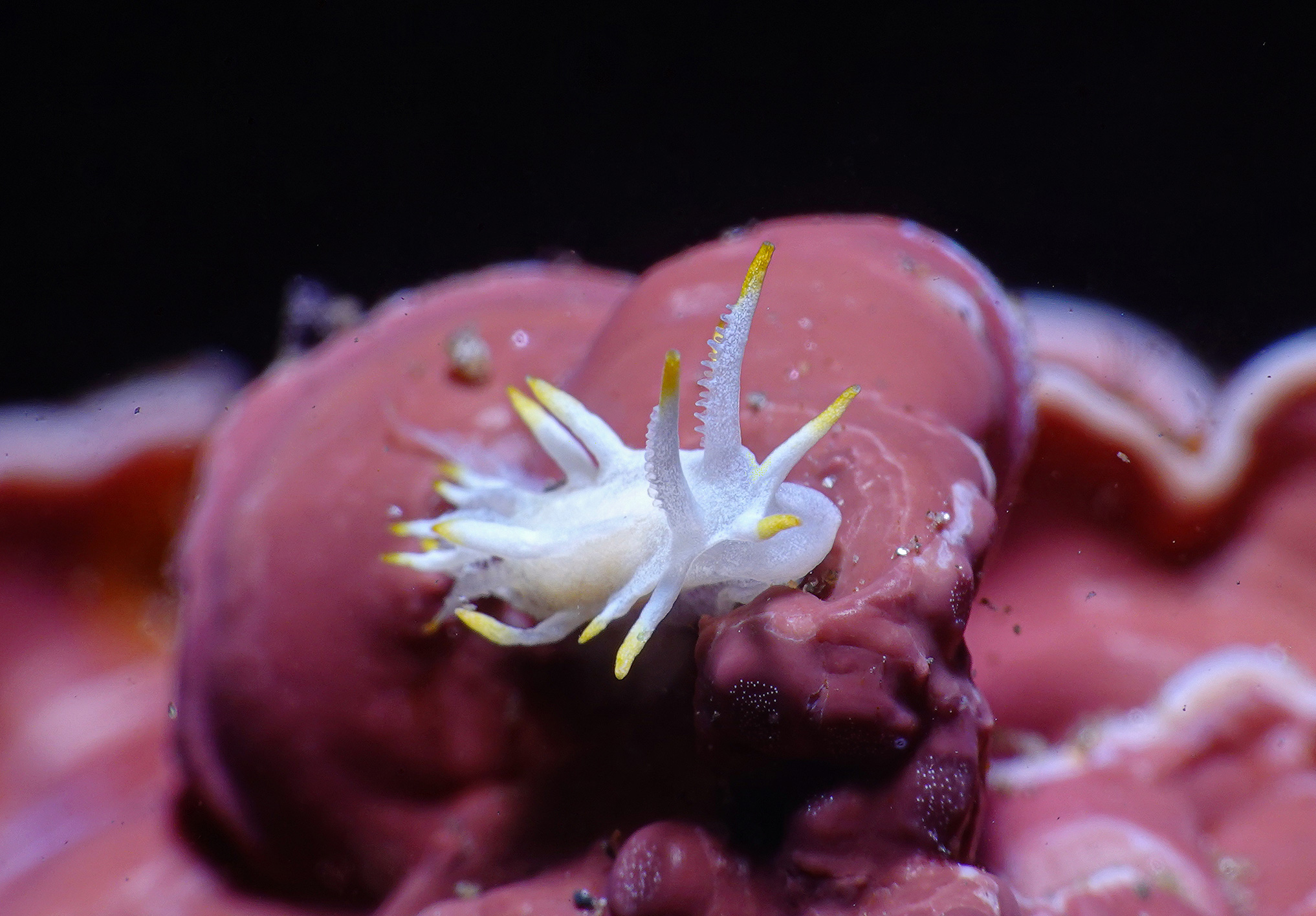 Goniodoridella picoensis