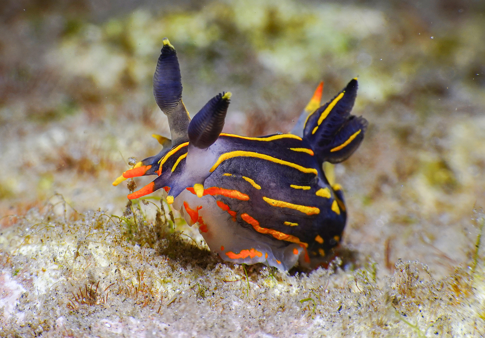 Polycera aurantiomarginata