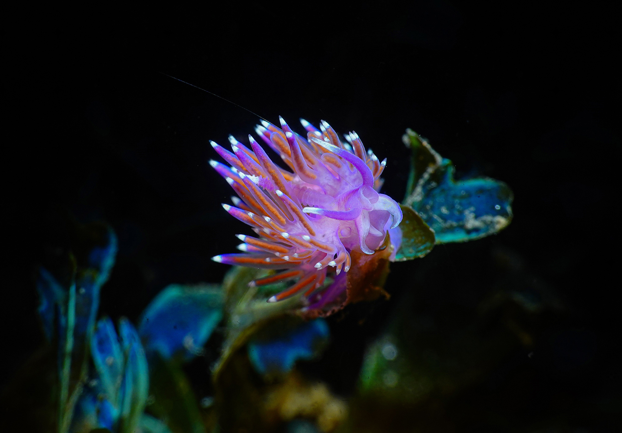 Flabellina affinis
