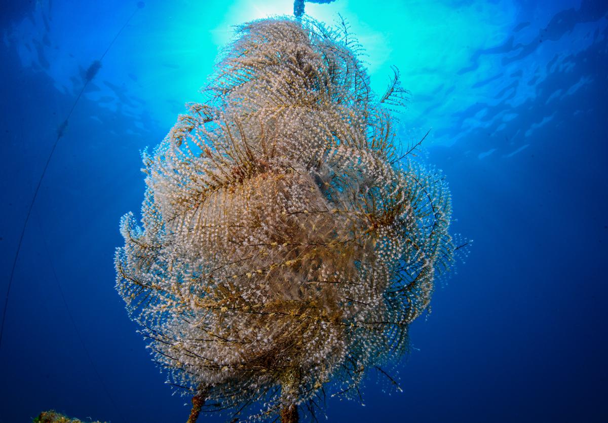 Pennaria disticha