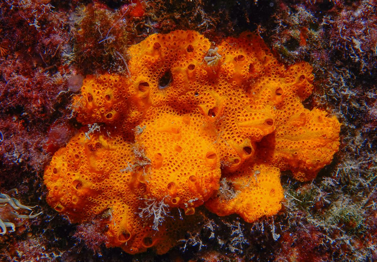 Botrylloides sp