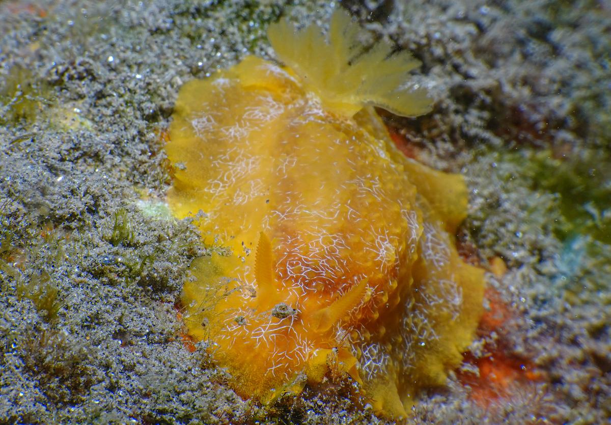 Doriopsilla areolata